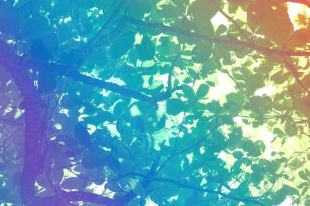 beauty soft pastel color bokeh light sweet green leaves background. multi circle bright dotの写真素材