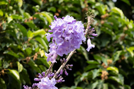 beautiful long branch bouquet violet jacaranda flower on tree in botany garden.  group of floral...