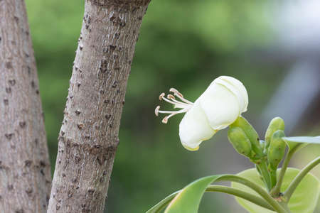 fresh perfume flower tree or trai tichlan white blooming with green leaves in garden home.