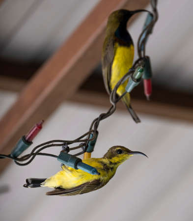 selective focus small olive backed sunbird hanging on christmas light lines . beauty couple tiny bird yellow and blue color in garden.の写真素材
