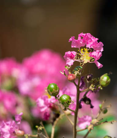 vertical image group of small pollen bouquet crape myrtle  pink flowers. beauty and  dry petal...