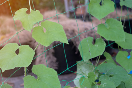 beauty green leaves shape organic healthy vegetable climbing on nylon net in botany garden.の写真素材