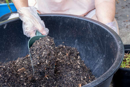 gardener old women use plastic grove in hand holding green spade for mixing soil and fertilizer in...