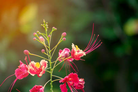 beauty fresh red and yellow floral blooming in botany garden. peacock flower soft petal in summer...