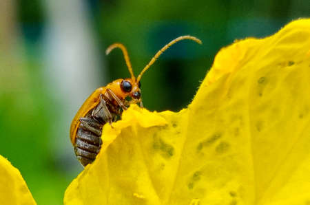 small insect walking to climb on yellow flower petal plat in botanic garden. one bug in wildlife in natural parkの写真素材