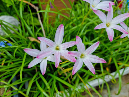 group of beautiful blooming fresh grandiflora pink flower with green leaves in botany garden. vertical viewの写真素材