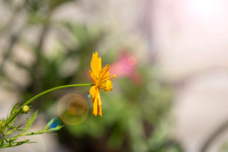 side view beauty fresh orange red petals gold pollen cosmos flower blooming in botanic garden with...