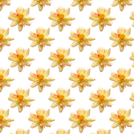 beauty fresh yellow cosmos flower seamless patterns isolated on white background. top view floral bright pattern love themeの写真素材