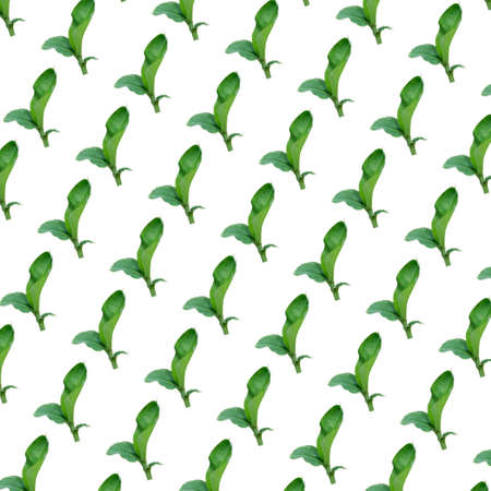 beauty fresh green banana tree with long leaves seamless patterns isolated on white background. side view plant bright pattern love themeの写真素材