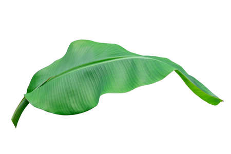 beauty Fresh abstract banana green leaf color. Isolated on white background with clipping pathの写真素材
