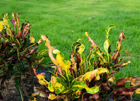 beautiful multicolor codiaeum tree decoration in green grass garden. long leaves plant growing in yard.の写真素材