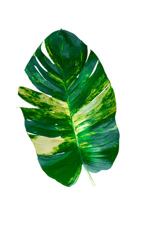 beauty fresh epipremnum aureum green two tone white and green colors leaf isolated on white...