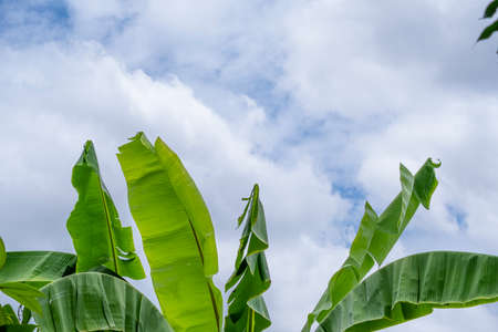 group of fresh big banana tree green leaves color. Isolated on blue sky white cloud background.の写真素材