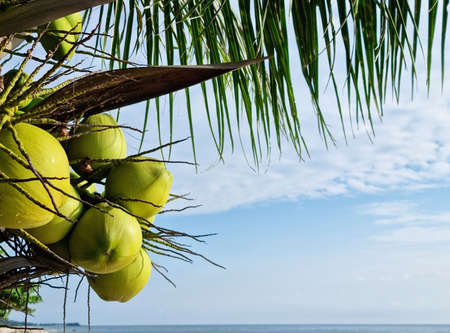group of green coconut organic fruit hanging on branch tree sand beach. water juice healthy  drinks