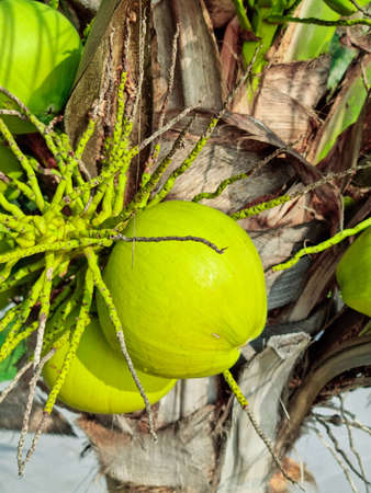 group of green coconut organic fruit hanging on branch tree sand beach. water juice healthy  drinksの写真素材