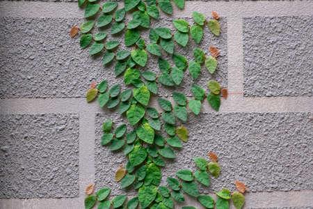 green ficus pumila ivy plant wall brick adhesion white with gray cement  background and copy space.の写真素材