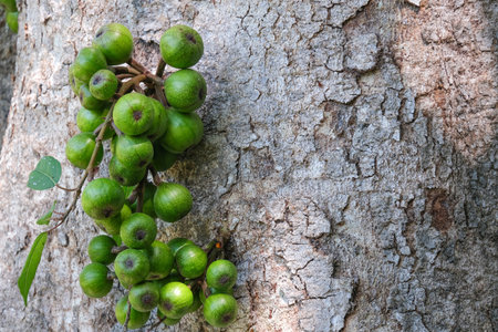 organic ficus racemosa fruit wild plant circle shape green color hanhing on tree in botany garden.