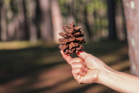 women hand holding brown pine seed in natural park. fir plant symbol of christmas holiday.