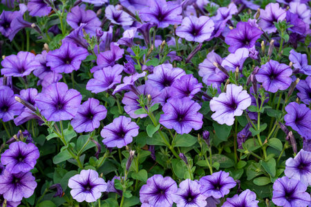 group of fresh violet blue flower buds and blooming with green leaves in botany garden natural parkの写真素材