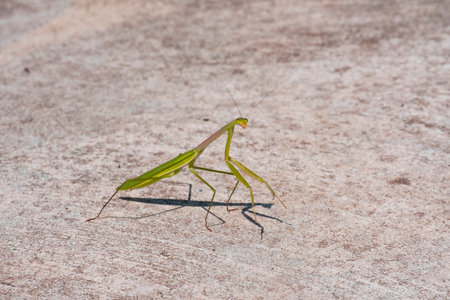 young mantis green grasshopper pest animal on concrete floor. predator insect wildlife with long...