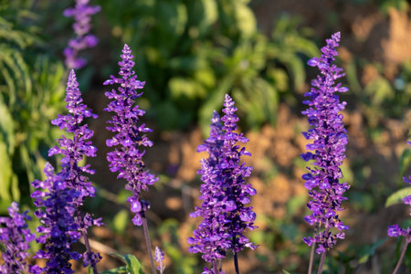 Fresh bouquet violet pretty flower blossom in botanic garden.  romance florist violet herb blooming...
