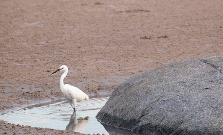 big white sea bird walking on water beach for finding animal food in water. animal wild life in thailand coast.の写真素材
