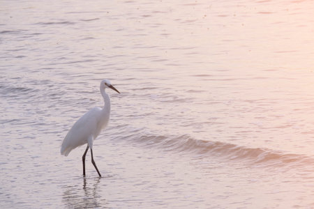 beauty white sea bird walking on water beach for finding animal food in water. animal wing and long legs wild life in thailand coast.の写真素材