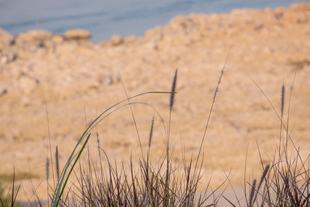 selective focus abstract roll grass with golden high mountain blue sky backgroundの写真素材