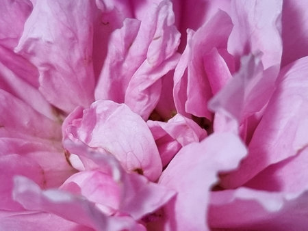 beautiful top center view pink rose fragrant flowers blooming in botany garden scent of fresh smellの写真素材