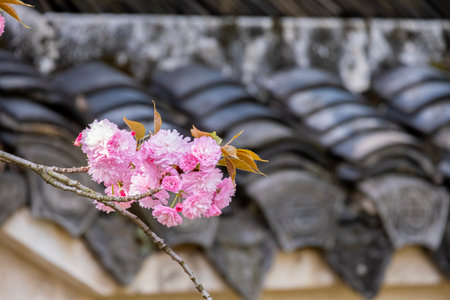 Pink  Japanese cherry blossoms flower or sakura bloomimg on the tree branch.  Small fresh buds and many petals layer romantic flora in botany garden roof tiles background.の写真素材