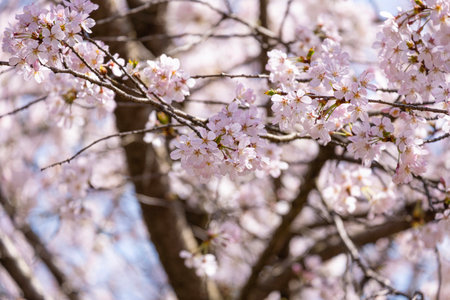 beauty soft Pink Japanese cherry blossoms flower or sakura bloomimg on the tree branch.  Small fresh...