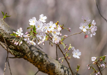 Pink and white Japanese cherry blossoms flower or sakura bloomimg on the tree branch.  Small fresh...