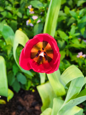 Close Up of top view red Tulips with green leaves flower in botanic garden. beauty of floral blooming in outdoor garden.の写真素材
