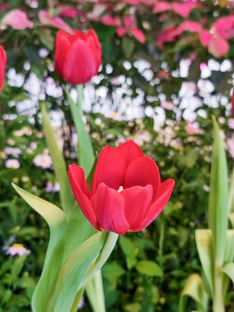 Close Up of variegated red Tulips flower in botanic garden. group of side view floral blooming beautifully in outdoor park.の写真素材