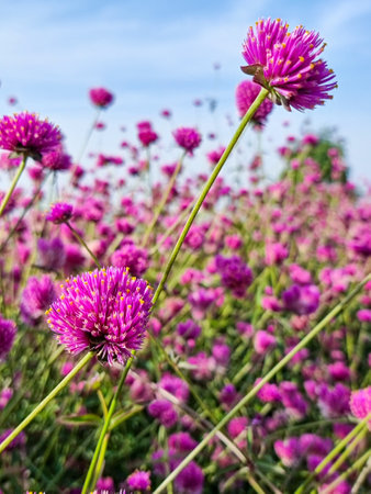 beautiful flowers in shades of pink and purple, blooming in layers with numerous petals and yellow stamens flowers stand out in the natural garden sky and clouds backgroundの写真素材