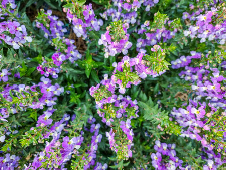top view abstract beautiful purple Salvia nemorosa flowers in full bloom natural wind filling the garden magnificentlyの写真素材