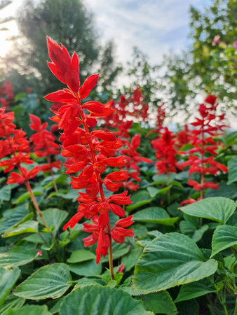 beautiful soft macro red petals salvia splendens flower buds and blooming in botany garden park. romantic bouquet flora in natural tropical wildの写真素材
