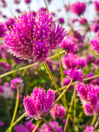 vertical beautiful flowers in shades of pink and purple, blooming in layers with numerous petals and yellow stamens flowers stand out in the natural gardenの写真素材