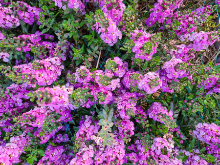 top view abstract beautiful soft purple and pink Salvia nemorosa flowers in full bloom natural wind filling the garden magnificentlyの写真素材