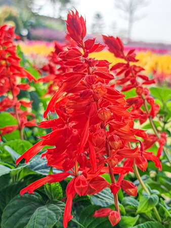 beautiful soft red petals salvia splendens flower buds and blooming in botany garden park. macro  romantic bouquet flora in natural tropical wildの写真素材