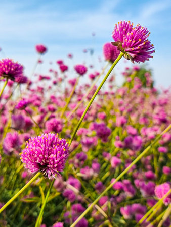 vertical beautiful flowers in shades of pink and purple, blooming in layers with numerous petals and yellow stamens flowers stand out in the natural garden blue skyの写真素材