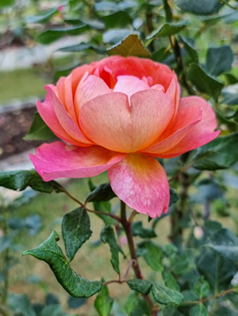 side view beauty group soft pink rose pollen orange. abstract shape with green leaves in botany garden. symbol of love in valentine day. soft fragrant aroma flora.の写真素材