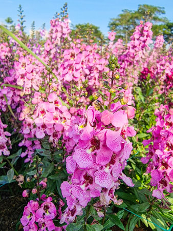 vertical beautiful pink Salvia nemorosa flowers in full bloom growing in the natural wind filling the garden magnificentlyの写真素材