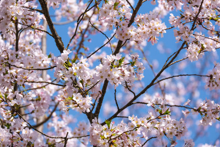 beautiful group of pink Japanese cherry blossoms flower or sakura blooming on the tree branch. Small fresh buds and many petals layer romantic flora in botany garden. isolated on blue sky.の写真素材