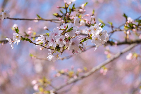 beautiful bouquet pink Japanese cherry blossoms flower or sakura blooming on the tree branch.  Small fresh buds and many petals layer romantic flora in botany garden. isolated on blue sky.の写真素材