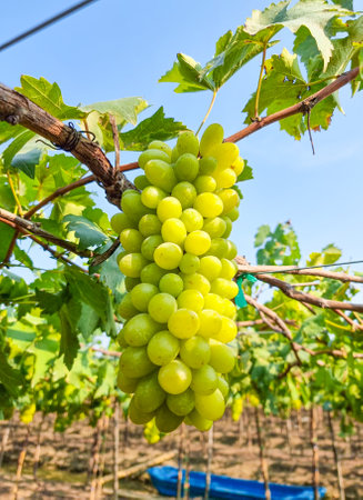 group of green organic grape hanging on bunch in farm growing in thailand for make great wine. sweet and sour taste fresh  fruit agriculture in gardenの写真素材