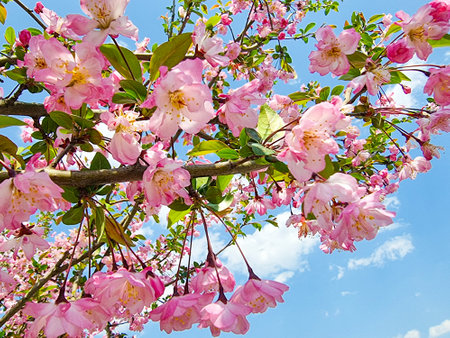 beautiful pink Japanese cherry blossoms flower or sakura blooming on the tree branch. Small fresh buds and many petals layer romantic flora in botany garden.の写真素材