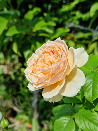 beautiful fragrant flowers blooming in botany garden with green leaves. scent of fresh smell cream and orange colorの写真素材