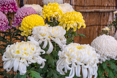 Colorful Japanese chrysanthemums are blooming beautifully, with fresh abstract shaped petals in the public garden. A group of flowers in white and yellow with green leavesの写真素材