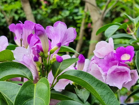 beautiful fresh bouquet pink and purple pachyptera hymenaea flowers blooming and buds vine flower with green leaves outdoor garden natural parkの写真素材